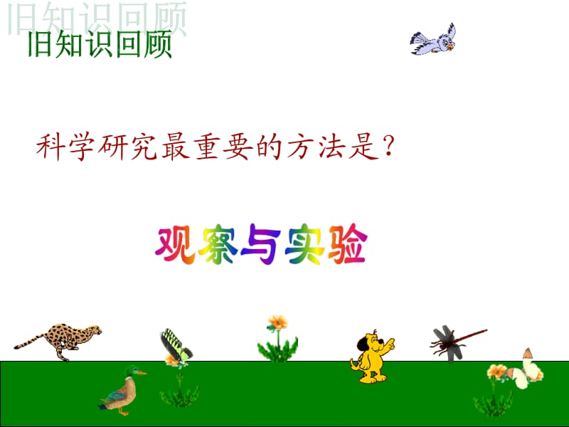 七年级科学观察蜗牛课件.ppt_第1页