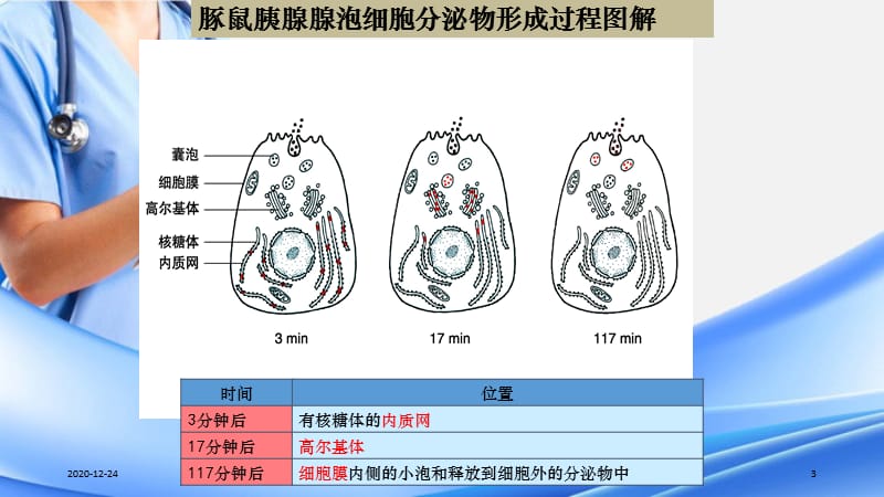 分泌蛋白的合成和运输过程（精选干货）.ppt_第3页