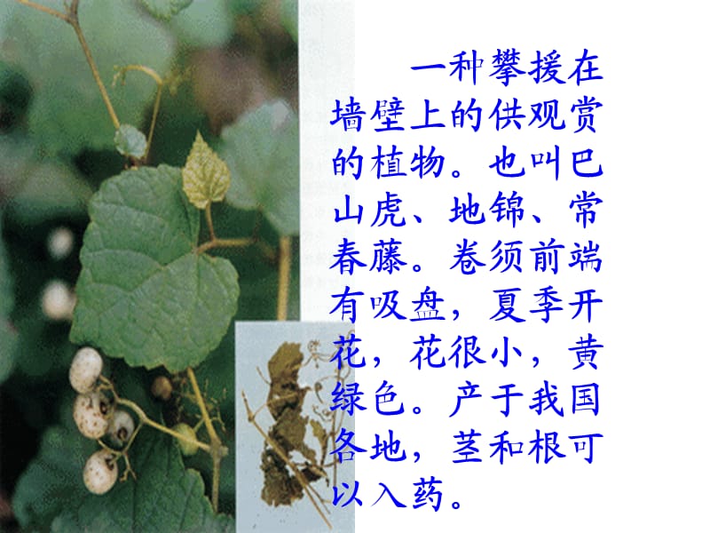 爬山虎的脚(13).ppt_第2页