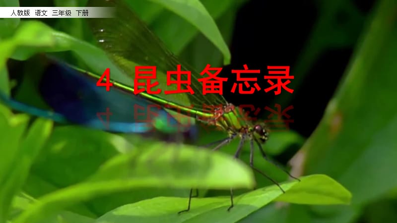 【最新】2级语文下册 第一单元 4 昆虫备忘录课件 新人教版.pptx_第2页