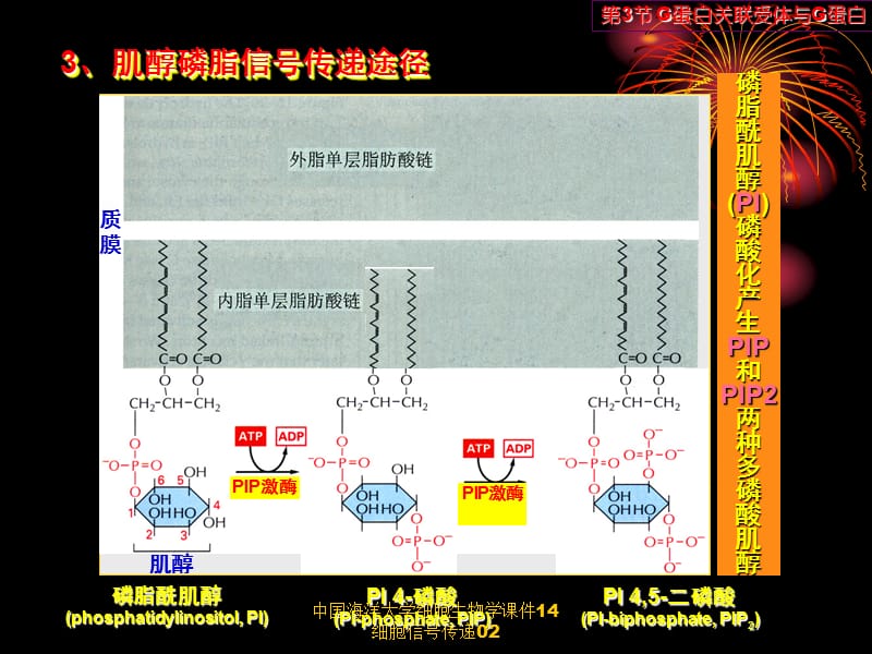 中国海洋大学细胞生物学课件14细胞信号传递02.ppt_第3页