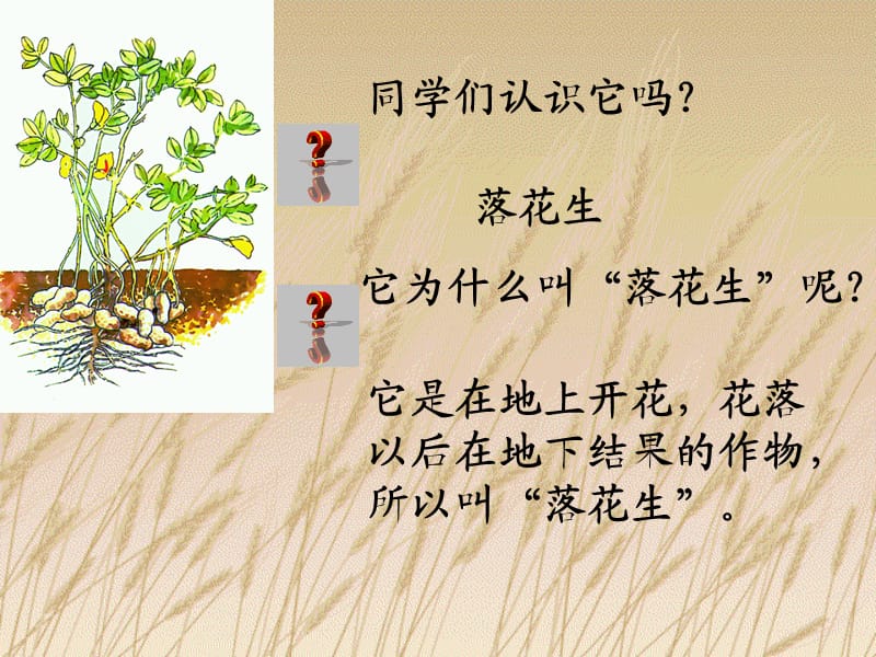 落花生PPT(3).ppt_第1页