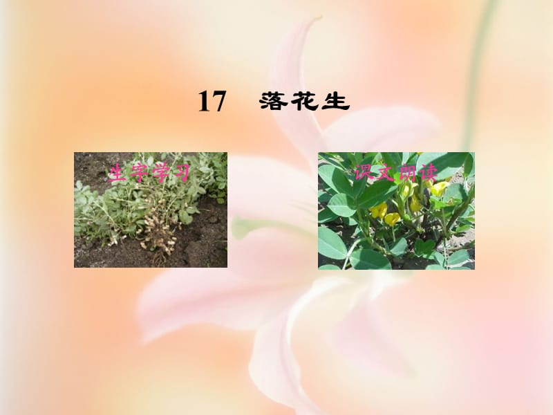 落花生PPT(3).ppt_第2页