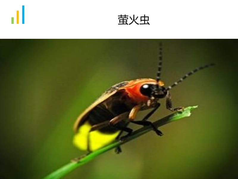 昆虫世界 3.ppt_第3页