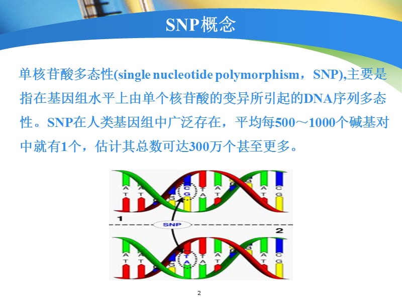 SNP分型技术（专业材料）.ppt_第2页