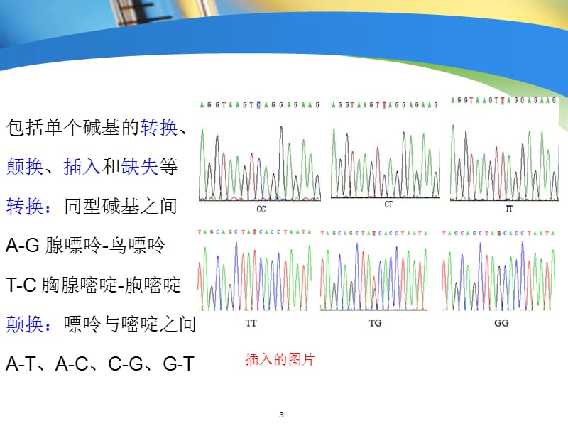 SNP分型技术（专业材料）.ppt_第3页