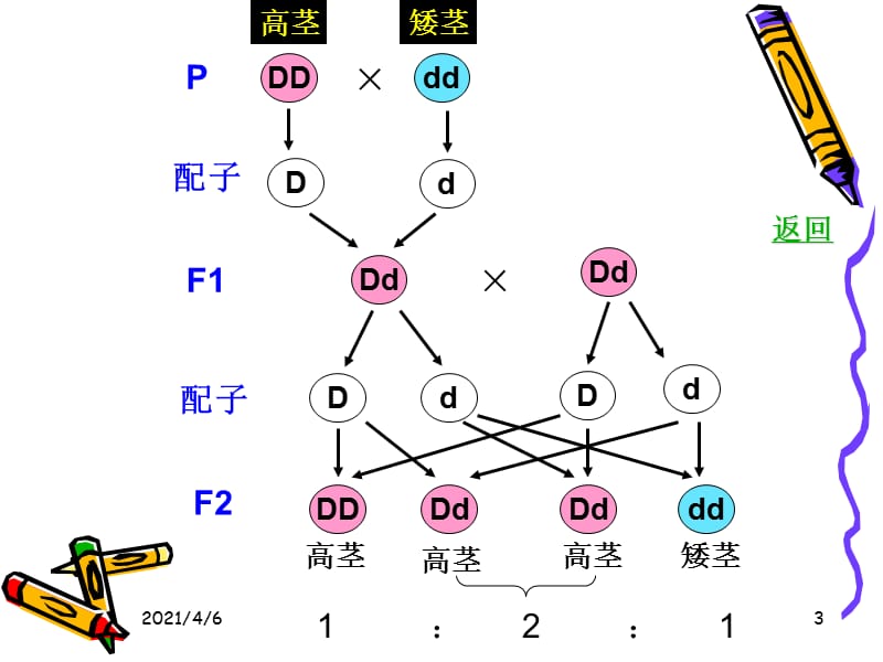 性状分离比的模拟实验-文档资料.ppt_第3页