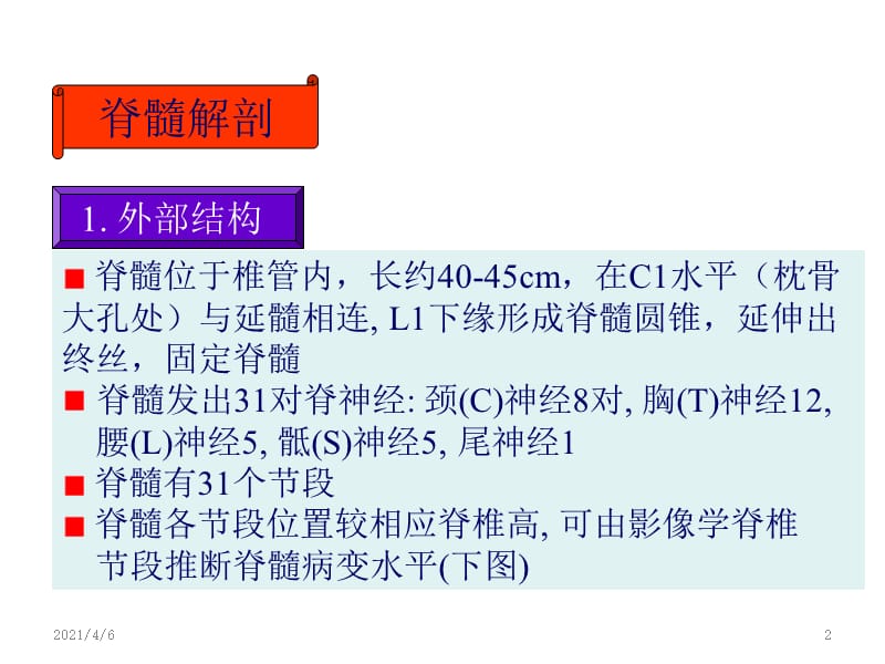 脊髓解剖-文档资料.ppt_第2页