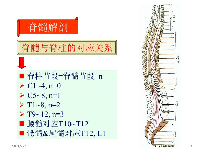 脊髓解剖-文档资料.ppt_第3页