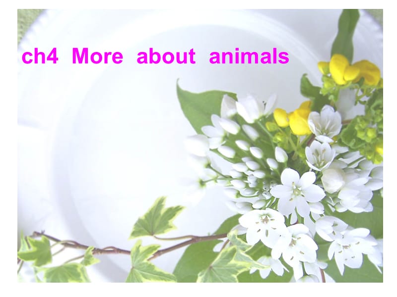 ch4moreaboutanimals.ppt_第1页