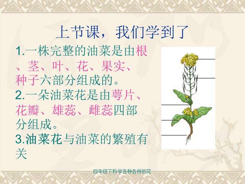 四年级下科学各种各样的花课件.ppt_第2页