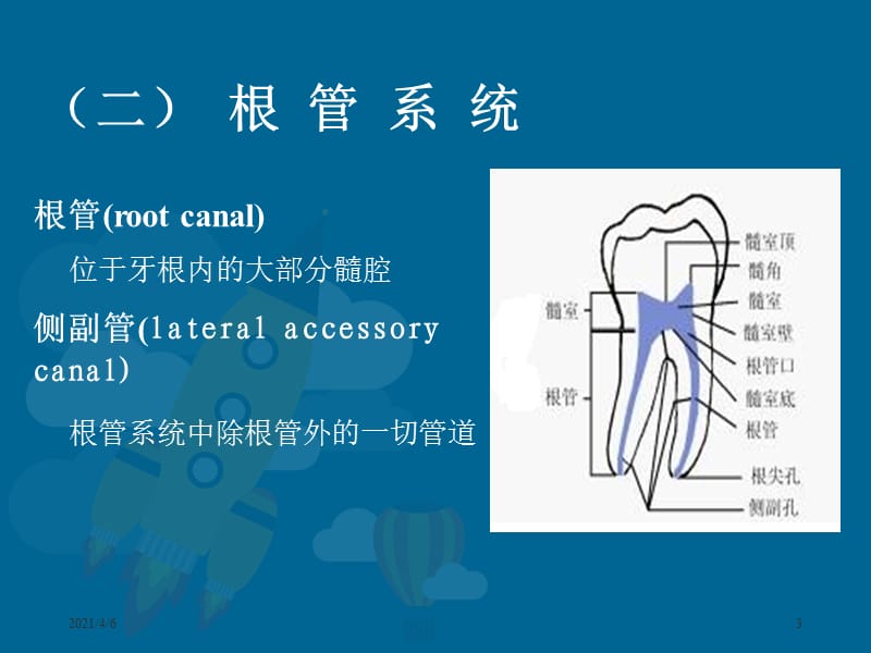 牙髓腔解剖-文档资料.ppt_第3页