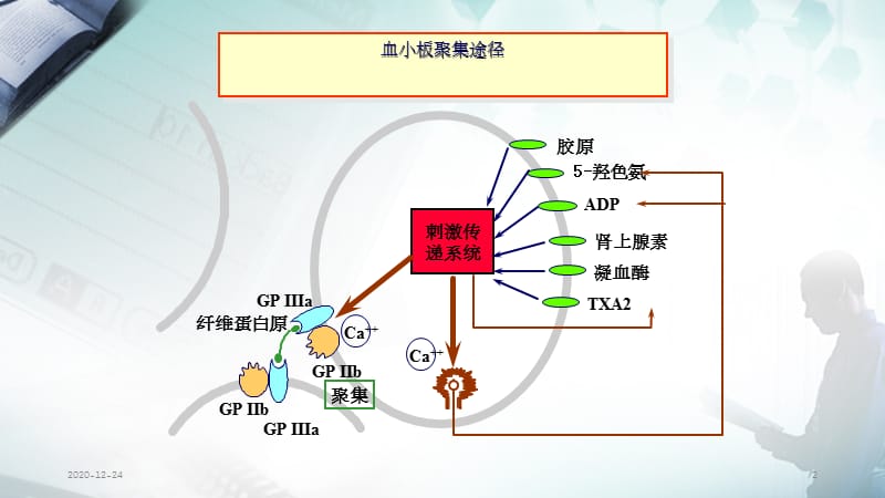 血小板聚集功能测定及临床意义(干货分享).ppt_第2页