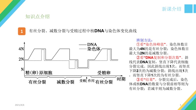 减数分裂和有丝分裂DNA与染色体变化-文档资料.ppt_第3页