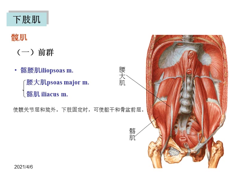 下肢肌肉-文档资料.ppt_第2页