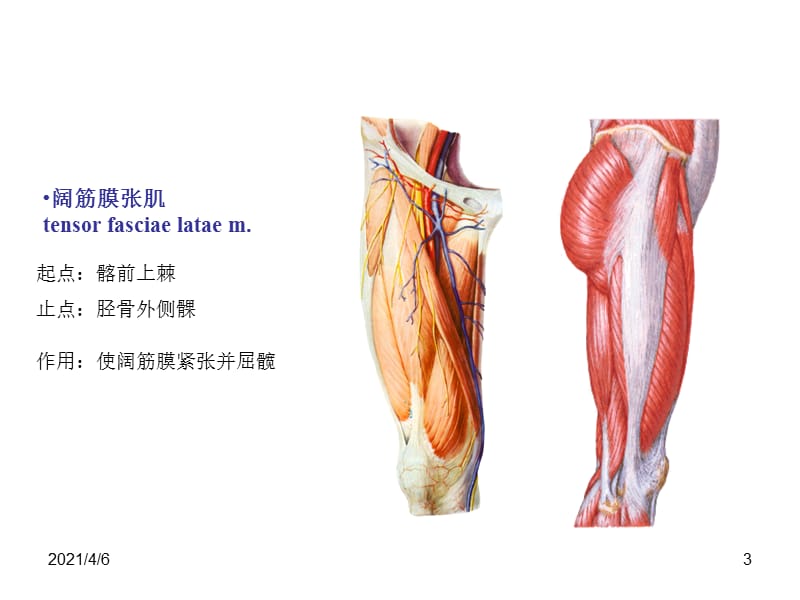 下肢肌肉-文档资料.ppt_第3页