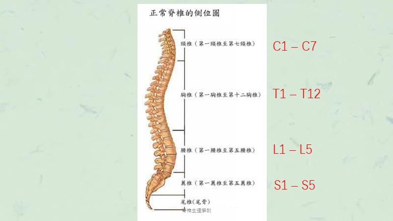 脊椎生理解剖课件.pptx_第2页