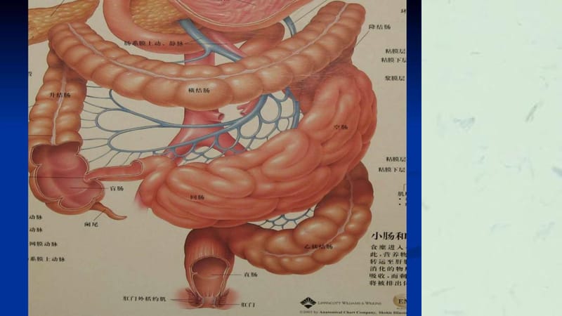 结直肠肛管课件.ppt_第2页