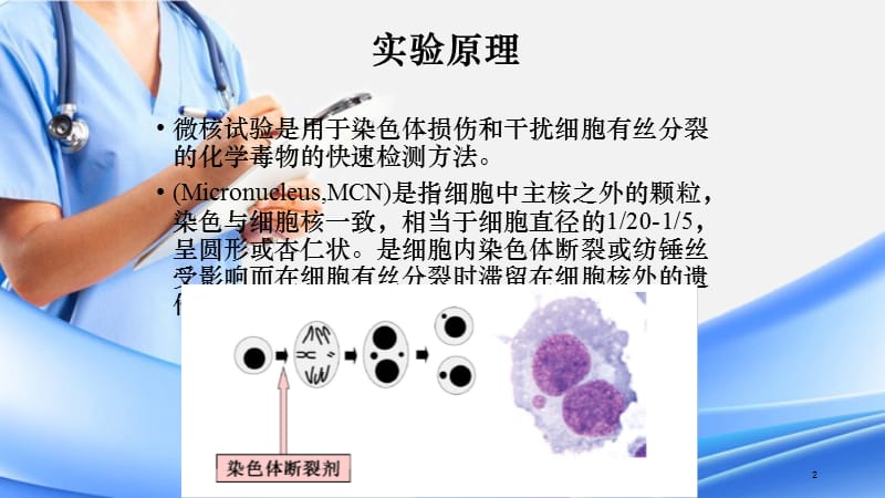 骨髓细胞微核实验（PPT精选课件)（精选干货）.ppt_第2页