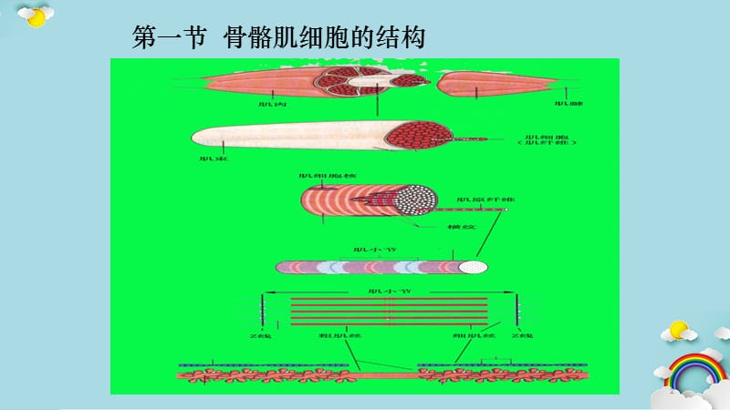 骨骼肌细胞生理（PPT精选课件)（精选干货）.ppt_第2页