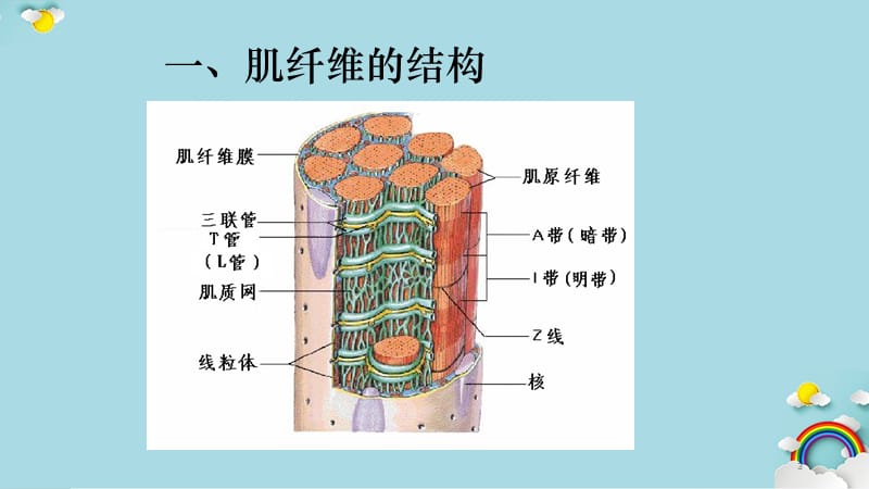 骨骼肌细胞生理（PPT精选课件)（精选干货）.ppt_第3页