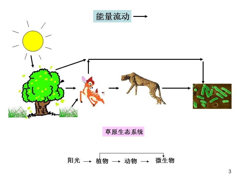 动物在生物圈中的作(课堂PPT).ppt_第3页