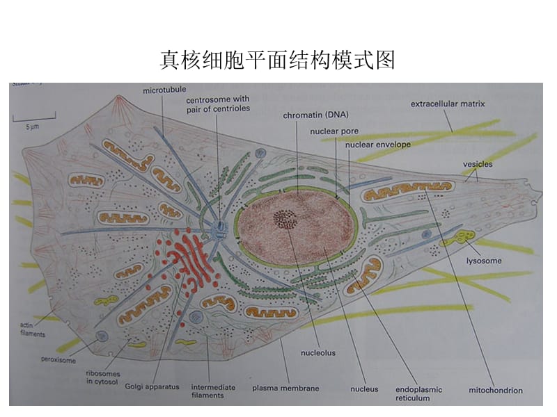 大学细胞生物学——第五章__细胞的内膜系统(课堂PPT).ppt_第3页