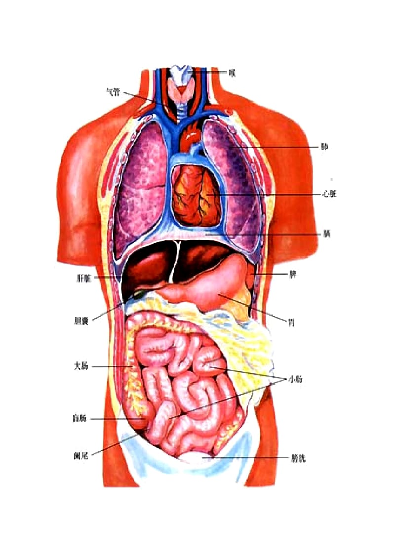 人体器官构造图的位置图片