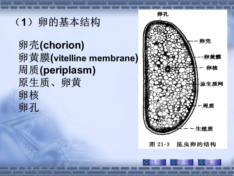 第二节昆虫各发育期的生物学特性.ppt_第2页