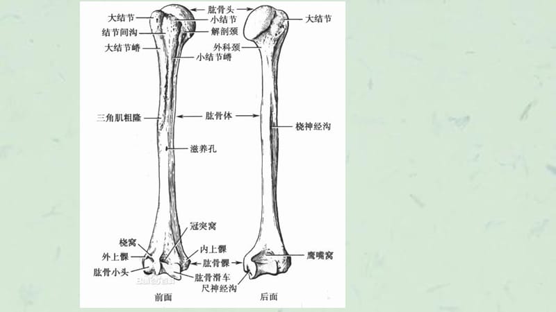 肩关节解剖m课件.ppt_第3页