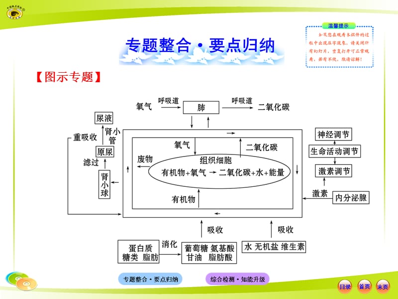 人教版初中生物中考复习专题三消化呼吸循环泌尿调节(课堂PPT).ppt_第2页