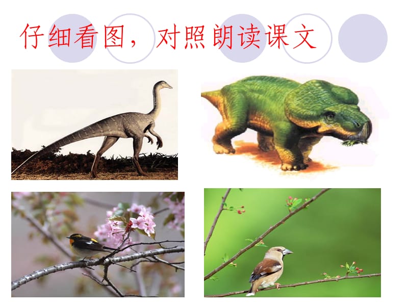 飞向蓝天的恐龙自制.ppt_第3页