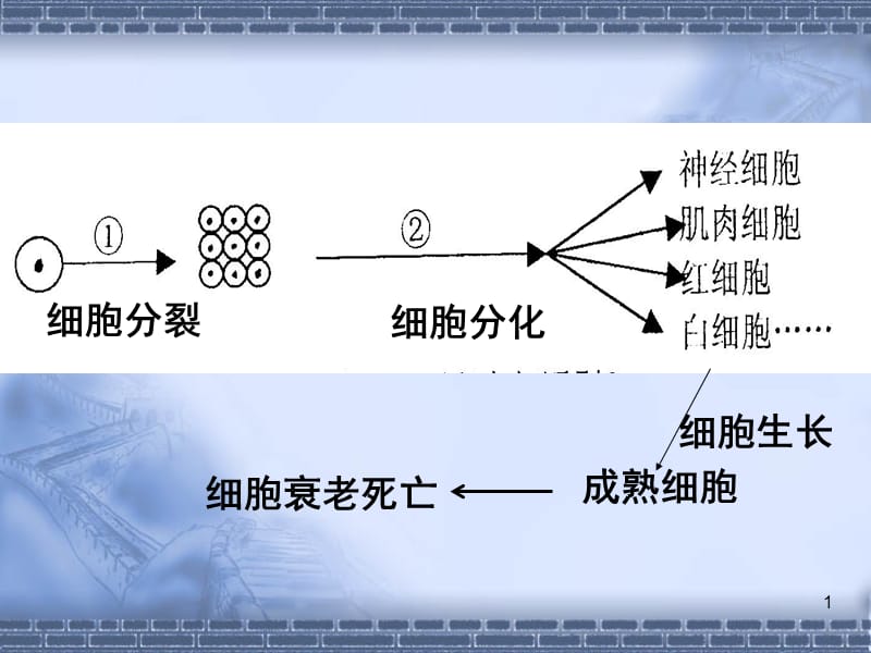 生物高中必修1第六章第三节PPT演示课件.ppt_第1页