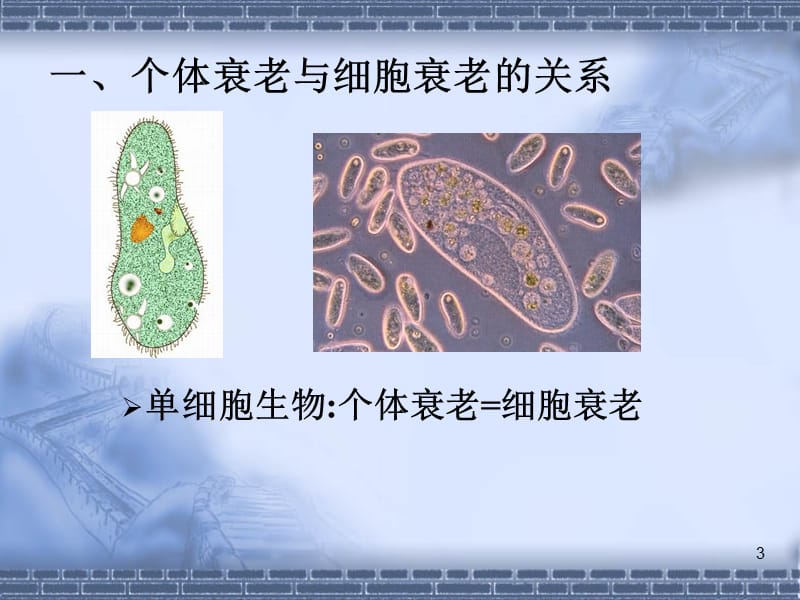 生物高中必修1第六章第三节PPT演示课件.ppt_第3页