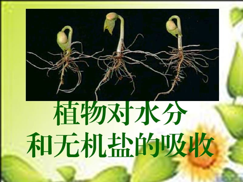 苏科版生物七上植物对水和无机盐的吸收第二课时课件.ppt_第1页