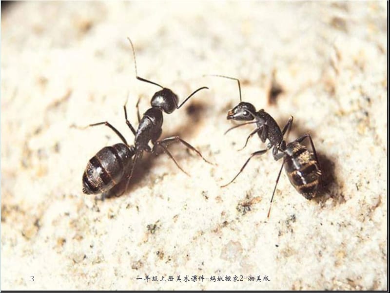 一年级上册美术课件-蚂蚁搬家2-湘美版课件.pptx_第3页