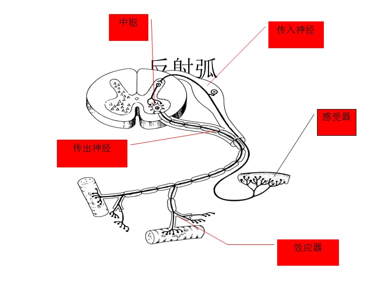 射频在疼痛科的应用.ppt_第2页