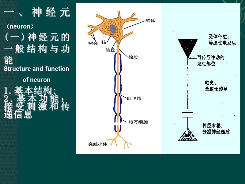 神经系统基本生理功能介绍.ppt_第3页