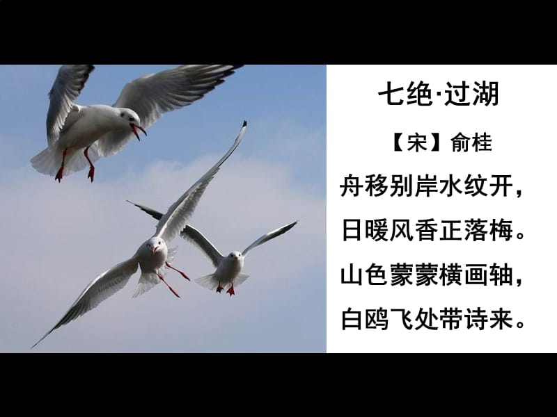 21_老人与海鸥(很好用).ppt_第1页