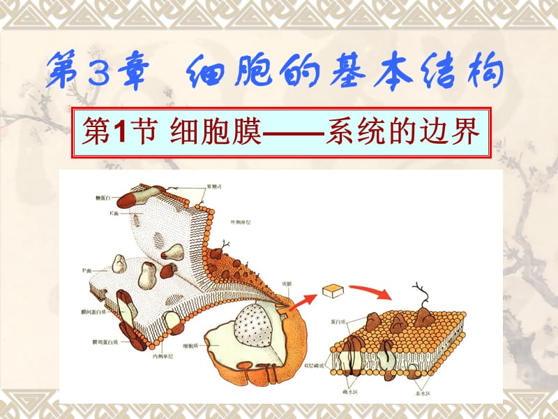 生物细胞膜系统的边界新人教版必修(课堂PPT).ppt_第1页