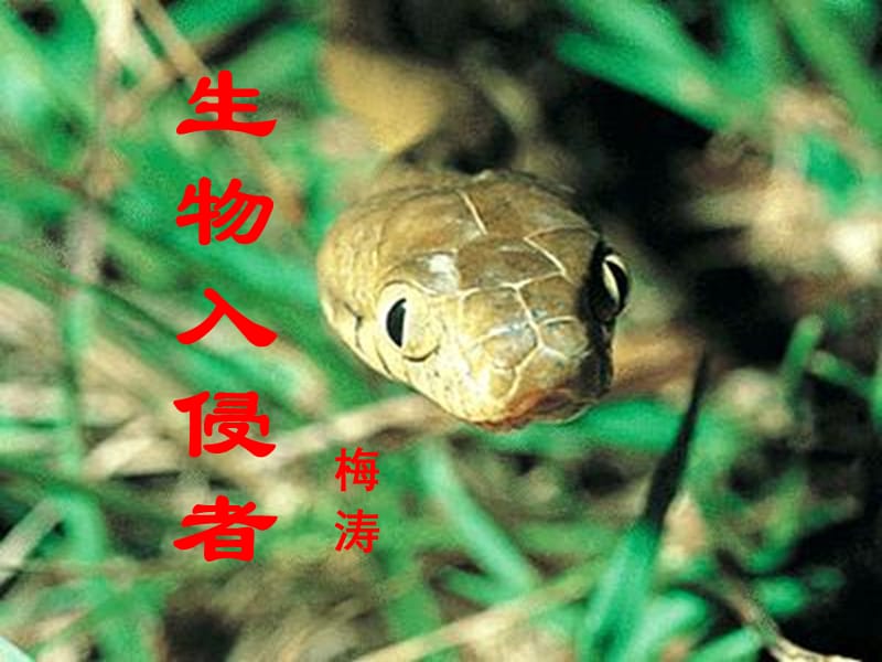 人教版八年级语文上册《四单元阅读19. 生物入侵者》研讨课件_18.ppt_第1页