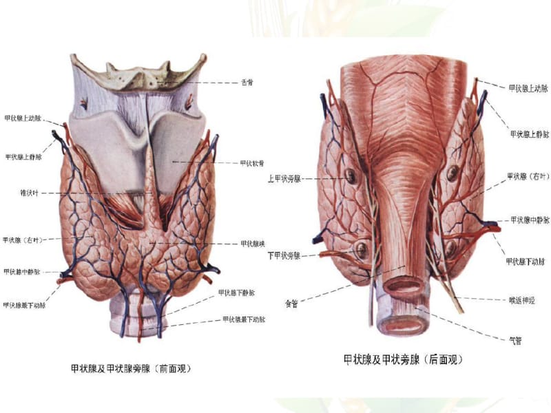 异位甲状腺ppt课件.pdf_第3页