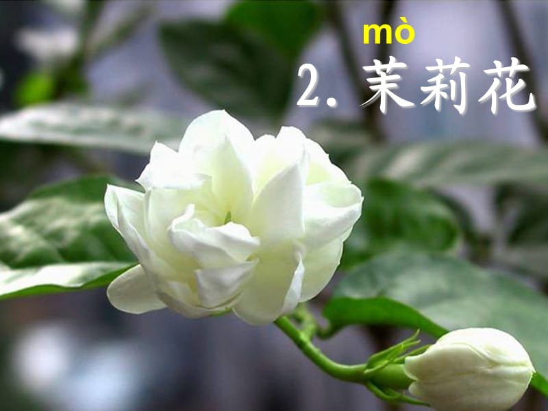 2茉莉花(三年级语文)课件.ppt_第1页