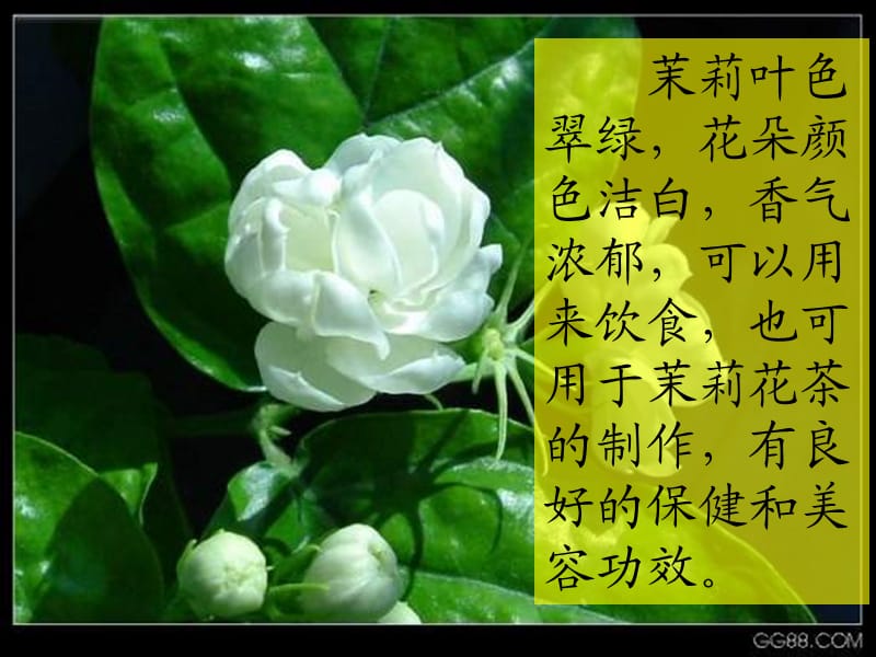 2茉莉花(三年级语文)课件.ppt_第2页