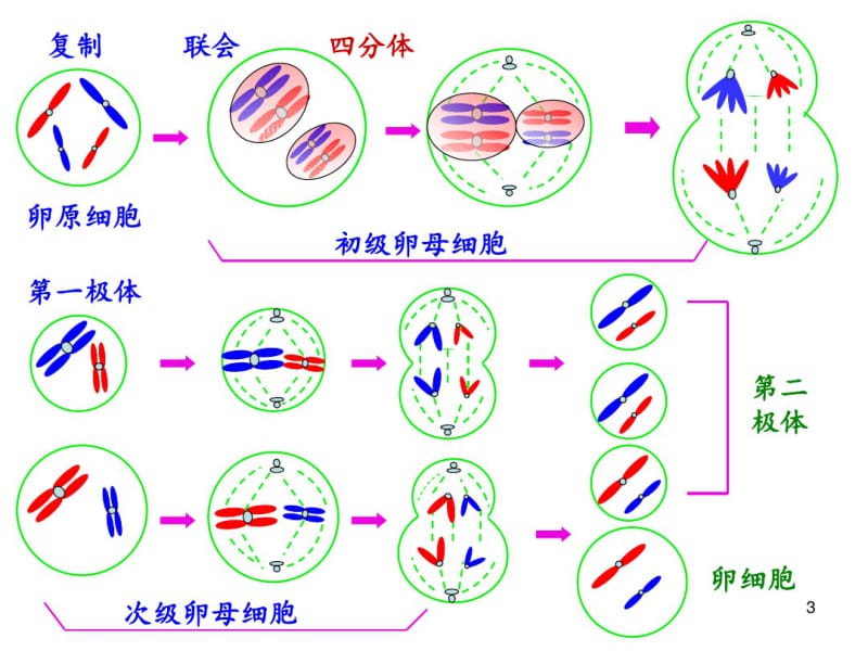 对比有丝分裂和减数分裂的图解.pdf_第3页