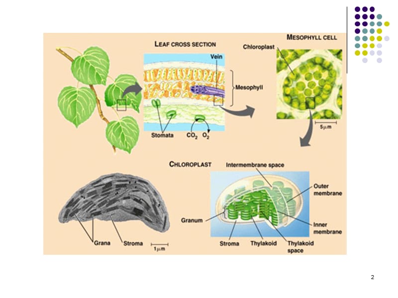 叶绿体结构及功能PPT课件.ppt_第2页