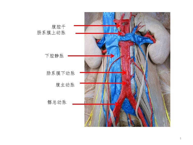 脉管-感觉器标本训练题PPT课件.ppt_第1页