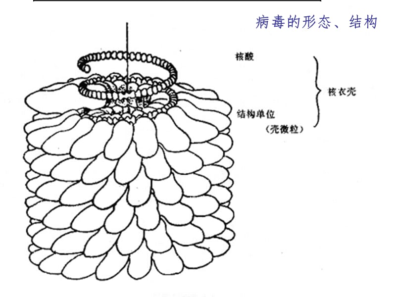 微生物学的基础知识PPT课件.ppt_第3页