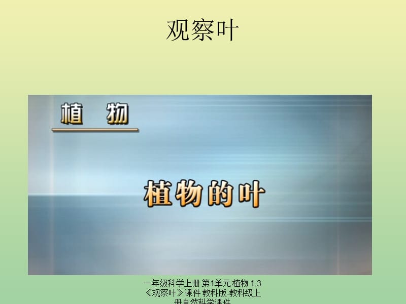 【最新】一年级科学上册 第1单元 植物 1.3《观察叶》课件 教科版-教科级上册自然科学课件.pptx_第2页