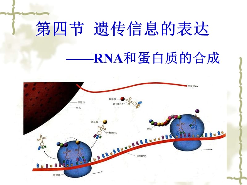 第四节遗传信息的表达——RNA和蛋白质的合成.ppt_第1页